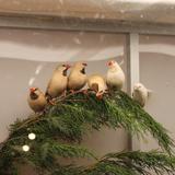 Aalten, Kleur en Fleur, vogelshow, 26 november 2016 024.jpg